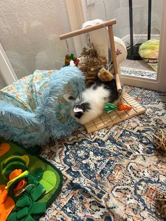 Bunny and housing 1
