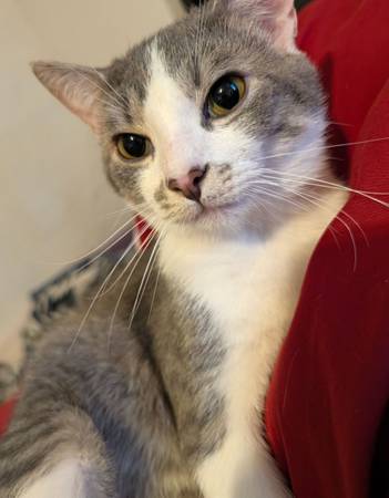 Cats (Chillicothe)