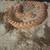 Hognose snake 1 thumbnail