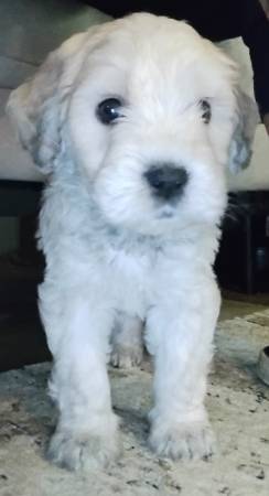 Male labradoodle 1