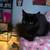 Black cat 1 thumbnail