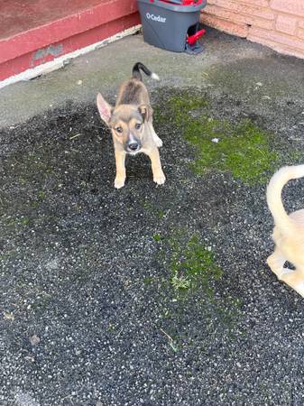 Needing furever homes (Johnson City)63996886307203124