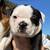 Boston Terrier Puppies Rehome 2 thumbnail