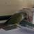 Pineapple Conure🍍 2 thumbnail