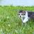 kittens 3 thumbnail