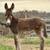 Standard Jenny Donkey Yearling 2 thumbnail