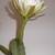 Plants--Houseplants--7 Large, old column cactus plants--1 owner 20 thumbnail