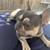 AKC French bulldogs 3 thumbnail