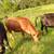 Cattle & Heifers For Sale 4 thumbnail