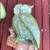 2 huge owl ceramic statues 2 thumbnail
