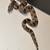 Baby boas, corns, and hognoses 7 thumbnail