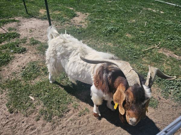 ZORN area area goat remix武道館MACCHO ZORN area area goat remix武道館MACCHO 豪華 ZORN area area
