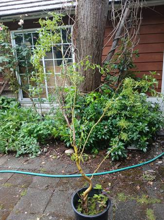 Curly willow  ~4' 1