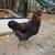 Young rooster re-homing 1 thumbnail