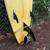 10’0 ft Longboard Surfboard Great condition 10ft Surf Board 4 thumbnail