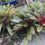 Bromeliads  plants 5 thumbnail