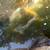 Imported Butterfly Koi Asagi 7 thumbnail