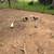 Chickens 8 thumbnail
