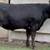Finished Grain Fed Feeder Steers & Heifers Butcher Calf 22 thumbnail