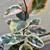 Large 49" Variegated Rubber Plant + 11" Easyplant Self-Watering Pot 4 thumbnail