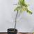 DISCOUNTED FRUITING PLANTS: this one is CURRY LEAF 30", 1gal. 1 thumbnail