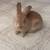 Baby bunny 1 thumbnail