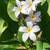 Plumeria 7 thumbnail