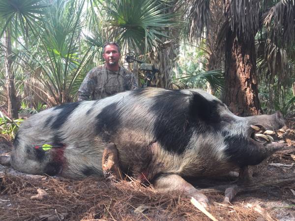 Hog Hunting 1