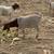 Sheep & Goats 11 thumbnail