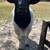 Bred black head dorper ewes and registered full blood ran 1 thumbnail