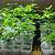 Red Oak Tree Seedlings 1 thumbnail