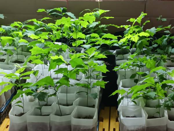 Red Oak Tree Seedlings 1