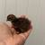 Quail chicks available 2 thumbnail