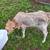 MICRO mini highland bull calf 1 thumbnail