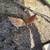Chickens 2 thumbnail