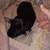 Animals 2 thumbnail