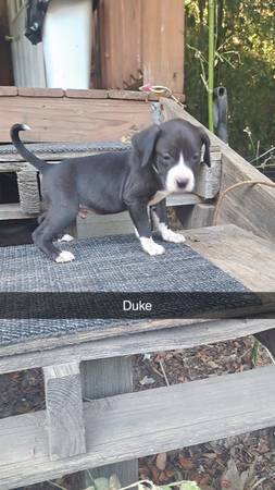 Aussie mix pup 1