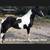 Gorgeous, Soggy Black & White Missouri Foxtrotter 2 thumbnail