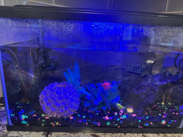 5 gallon tank full setup and fish included (Bothell)63942501577859121