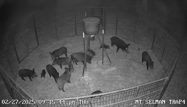 Feral hog removal 1