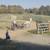 Hackney/Welsh Pony 5 thumbnail