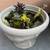 Nice pot with over 15 succulents 2 thumbnail