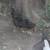 Roosters for rehoming 4 thumbnail