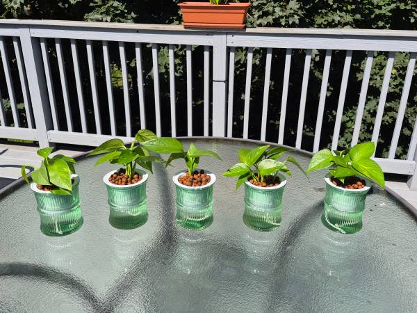 Pothos plants in self-watering pots (Allison Park)
