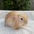 Purebred Holland Lop - Carter 4 thumbnail