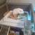 Female guinea pigs 5 thumbnail