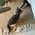 Beautiful kittens 8 thumbnail