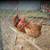 laying hens, chickens for sale 1 thumbnail