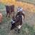 Jersey Steer 2 thumbnail