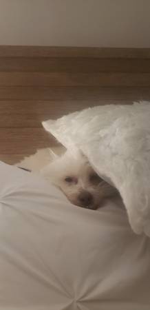 Housekeeper 1